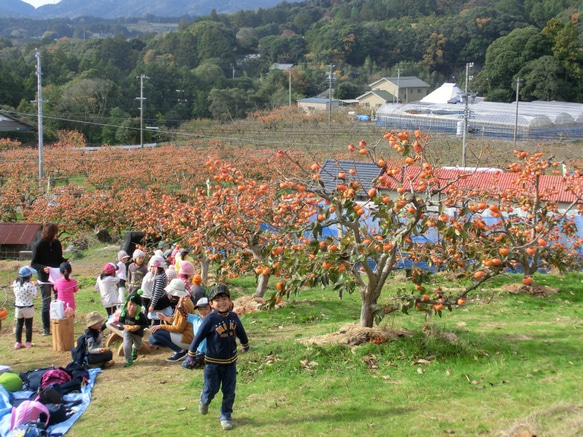 【11月下旬発送】幻の柿 次郎柿！木成り完熟の逸品12個化粧箱入り（3.5ｋｇ） 4枚目の画像