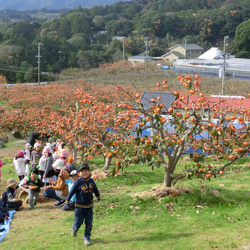 【11月下旬発送】幻の柿 次郎柿！ワケありお徳用（小キズあり）中玉12個入（3ｋｇ） 4枚目の画像