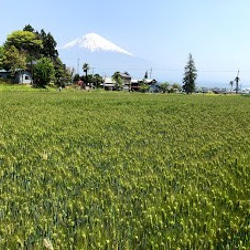 富士山の麓　富士宮産　自然栽培　もち麦(玄麦/ダイシモチ）1kg 3枚目の画像