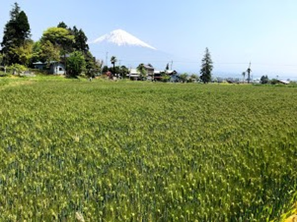 富士山の麓　富士宮産　自然栽培　もち麦(玄麦/ダイシモチ）1kg 3枚目の画像