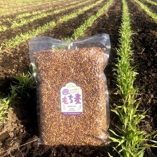 富士山の麓 富士宮産 自然栽培 もち麦(玄麦/ダイシモチ）1kg 米・米粉