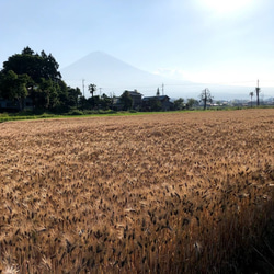 富士山の麓　富士宮産　自然栽培　もち麦(玄麦/ダイシモチ）1kg 5枚目の画像