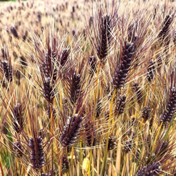 富士山の麓　富士宮産　自然栽培　もち麦(玄麦/ダイシモチ）3kg 4枚目の画像