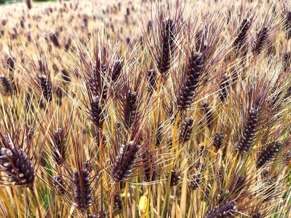 富士山の麓　富士宮産　自然栽培　もち麦(玄麦/ダイシモチ）3kg 4枚目の画像