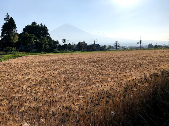 富士山の麓　富士宮産　自然栽培　もち麦(玄麦/ダイシモチ）3kg 5枚目の画像
