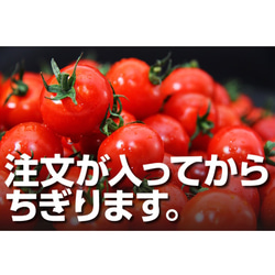 ①【希少な高濃度フルーツトマト】ソムリエミニトマト　プラチナ１kg 10枚目の画像