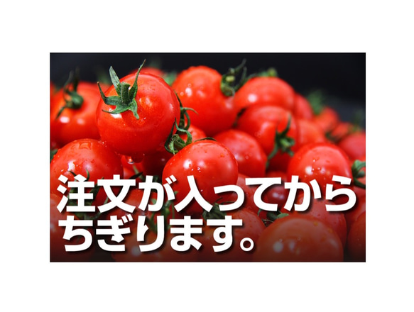 ①【希少な高濃度フルーツトマト】ソムリエミニトマト　プラチナ１kg 10枚目の画像