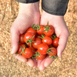 ③【塩トマトのようなフルーツトマト】ソムリエミニトマト　ダイヤ１kg 9枚目の画像