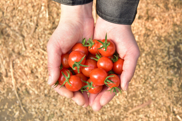 ①『極み』塩トマトのようなフルーツトマト　ソムリエミニトマト　ダイヤ１.５kg（90玉〜150玉） 9枚目の画像