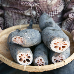 もちもち食感！愛知県愛西市産　土付きレンコン3Kg  農薬・化学肥料不使用栽培 1枚目の画像