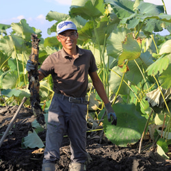 もちもち食感！愛知県愛西市産　土付きレンコン3Kg  農薬・化学肥料不使用栽培 4枚目の画像