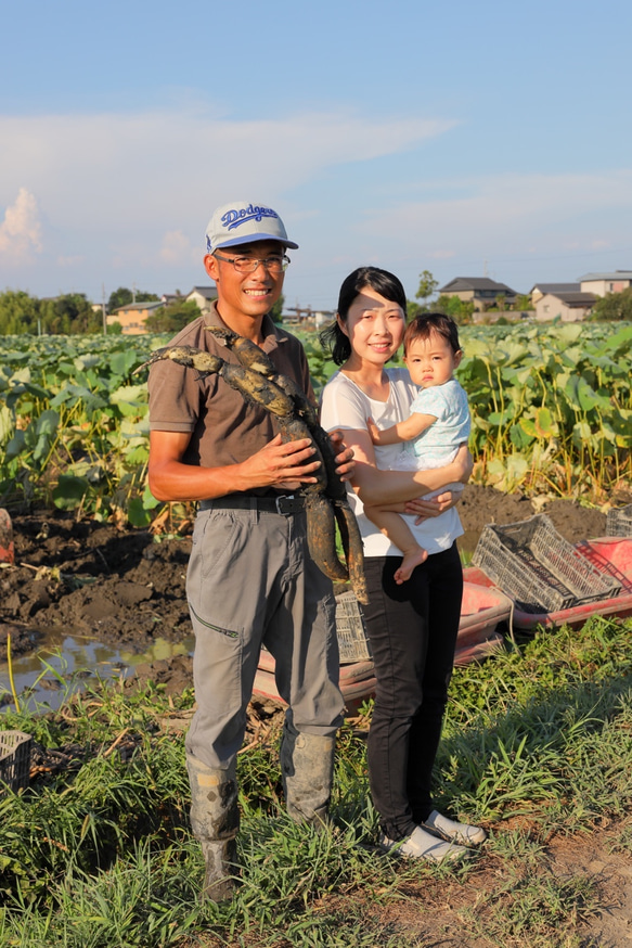 もちもち食感！愛知県愛西市産　土付きレンコン3Kg  農薬・化学肥料不使用栽培 5枚目の画像