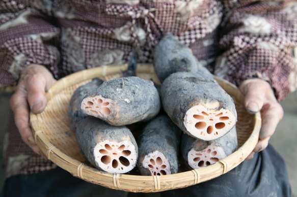 もちもち食感！愛知県愛西市産　土付きレンコン5Kg 農薬・化学肥料不使用栽培 1枚目の画像