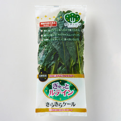 【きらきらベジ5種×5パックセット】生で食べてほしいサラダケールなど、こだわりの野菜「きらきらベジ」のたっぷりセットです 4枚目の画像