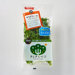 【きらきらベジ5種×5パックセット】生で食べてほしいサラダケールなど、こだわりの野菜「きらきらベジ」のたっぷりセットです 6枚目の画像