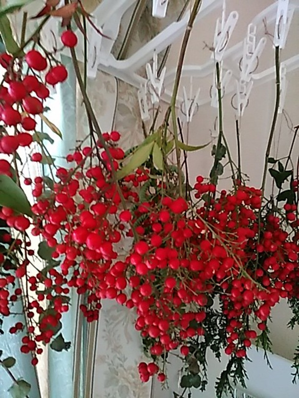 【予約中】色鮮やか『南天の実』自然素材　縁起もの　花材　クリスマス　正月飾り 7枚目の画像