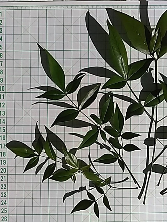 南天の葉5枚 飾り葉 おせち飾り 正月飾り お正月 縁起もの ドライ