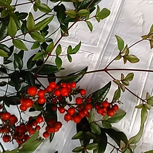 南天の葉5枚 飾り葉 おせち飾り 正月飾り お正月 縁起もの ドライ