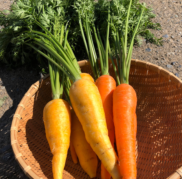 【富士山の麓から】わっぱファームの旬のおまかせお野菜セット(7〜8種類)　※今シーズンの販売は終了しました。 7枚目の画像