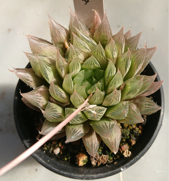⑥ 許可なく 多肉植物 爪蓮華錦 抜き苗
