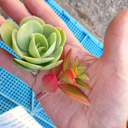 【プレゼント付】少し大きめ カット苗   多肉植物  初心者さんでも大丈夫  寄せ植え 6枚目の画像