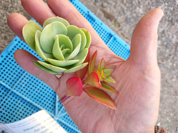 【プレゼント付】少し大きめ カット苗   多肉植物  初心者さんでも大丈夫  寄せ植え 6枚目の画像