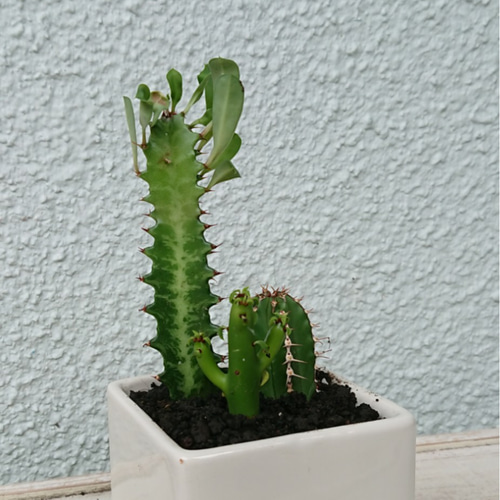 ユーフォルビア・クラビゲラ　カット苗×2株 ユーフォルビア・クラビゲラ カット苗×2株 ユーフォルビア