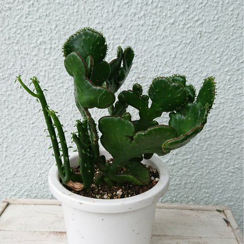 ユーフォルビア オンコクラータ 綴化 てっか 抜き苗 【公式通販】