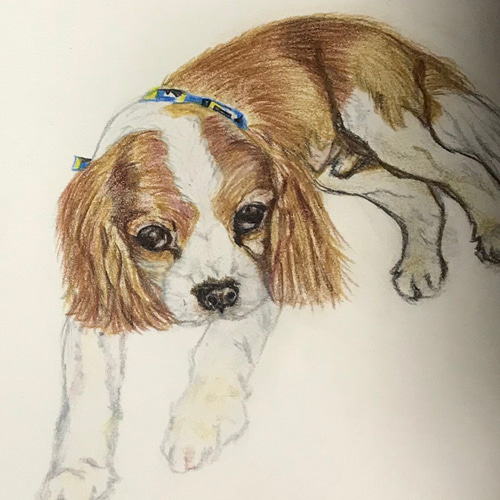 色鉛筆画、鉛筆画のオーダーお受けしております 絵画 羊毛