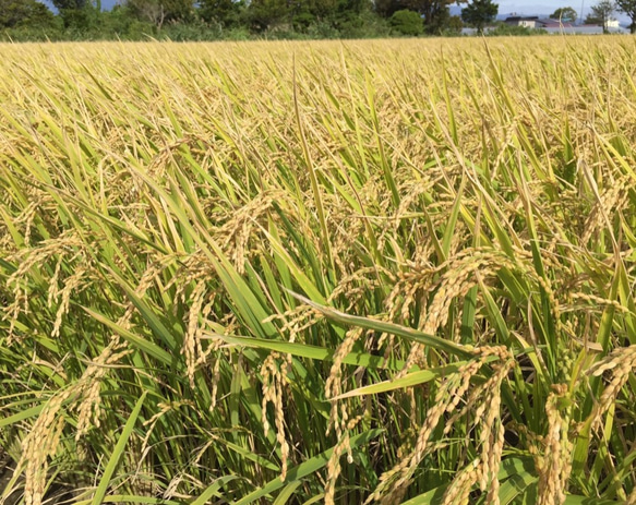 北海道産特別栽培米ゆめぴりか５ｋｇ 2枚目の画像