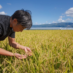 北海道産特別栽培米ゆめぴりか５ｋｇ 3枚目の画像