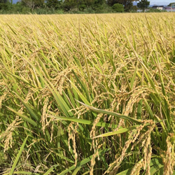 北海道産特別栽培米ななつぼし５ｋｇ 3枚目の画像
