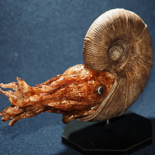 アンモナイトとれた！ 絶滅種ゴードリセラスの模型 全長19cm 殻