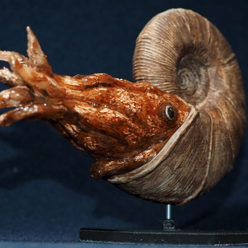 アンモナイトとれた！ 絶滅種ゴードリセラスの模型 全長19cm 殻径13cm