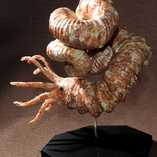 アンモナイト ニッポニテスの模型 殻径10cm 全長13cm その他置物