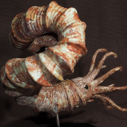 アンモナイト ニッポニテスの模型 殻径10cm 全長13cm その他置物