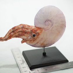 化石　メタプラセンチセラス　香川塩入　50mm 化石 メタプラセンチセラス 香川塩入 50mm