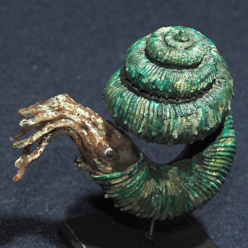 ディディモセラスの模型 大きさ7cm その他置物 syu3zouk 通販 12513938