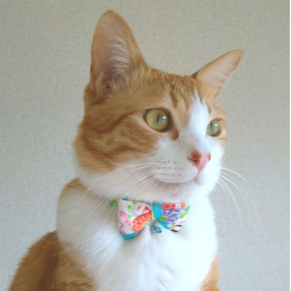 昭和レトロでポップな水色の猫さんの首輪 リード・首輪