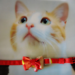 明るい赤色と黄緑ラインの猫さんの首輪 9枚目の画像