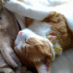 子猫のための優しい首輪　黄色に小花のチャーム 9枚目の画像