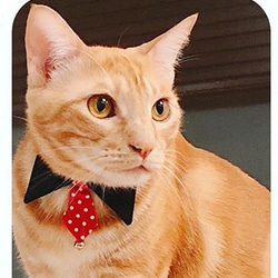 【限定販売】猫＆犬ルンルンお出かけシャツエリ首輪 3枚目の画像