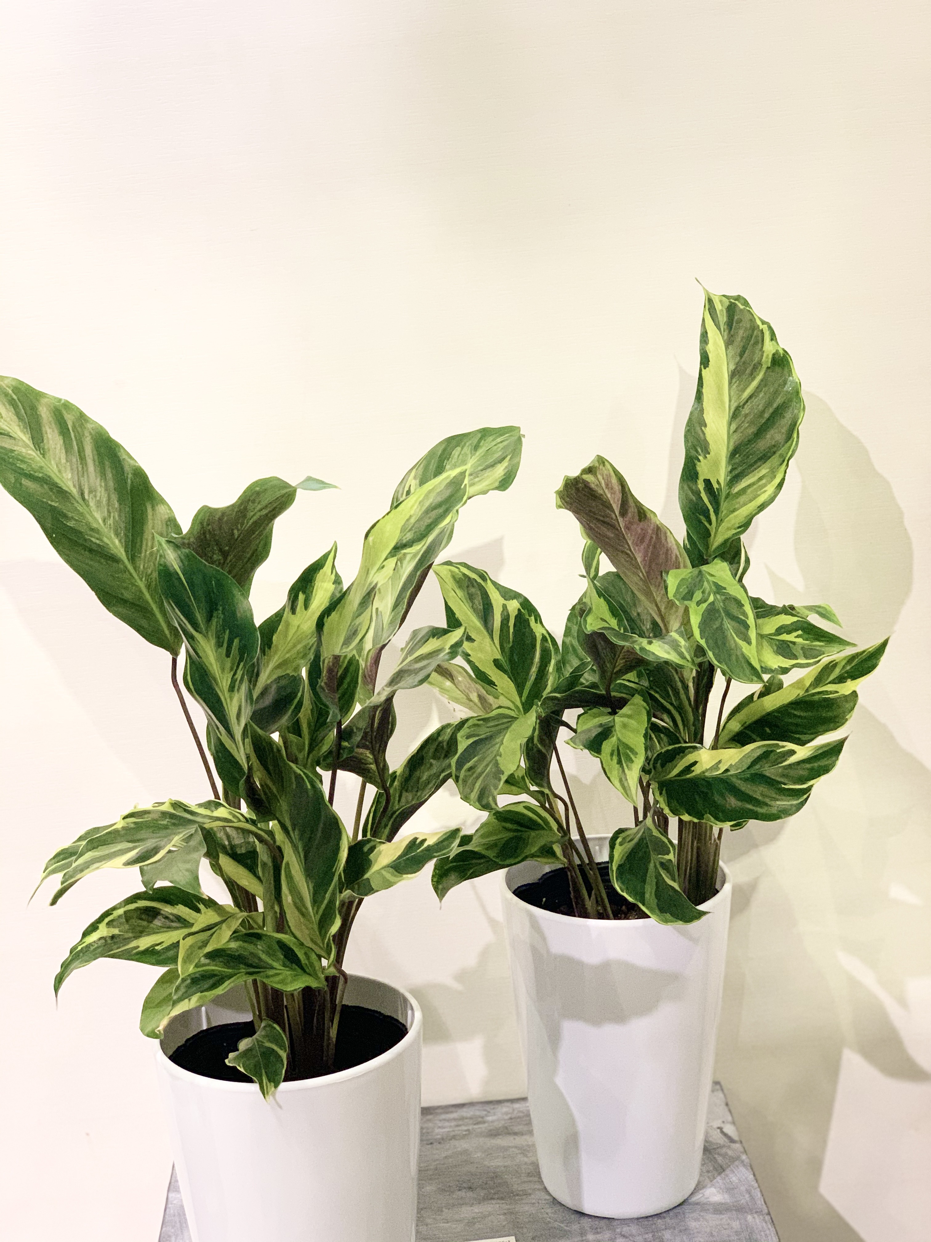 カラテアエンペラー（サンプル）