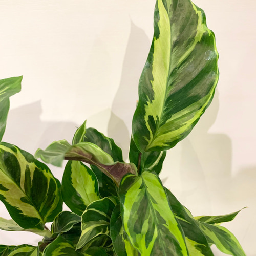 カラテアエンペラー（サンプル） カラテア エンペラー | mana's farm:塊根植物・アガベ・ドライ