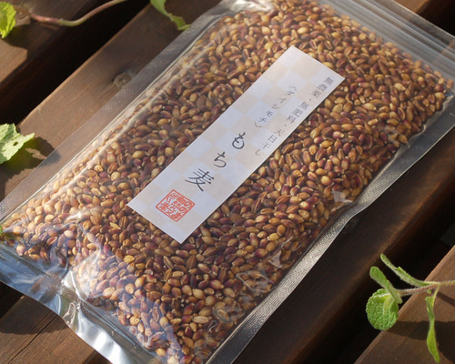 もち麦（ダイシモチ）【無農薬・無肥料 自然栽培 天日干し