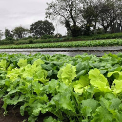 【レシピ付】無農薬栽培野菜セットL千葉県産（10品）野菜で元気に！ 5枚目の画像