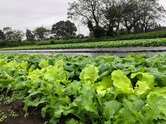 【レシピ付】無農薬栽培野菜セットL千葉県産（10品）野菜で元気に！ 5枚目の画像