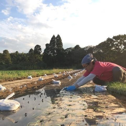 【レシピ付】無農薬栽培野菜セットL千葉県産（10品）野菜で元気に！ 7枚目の画像