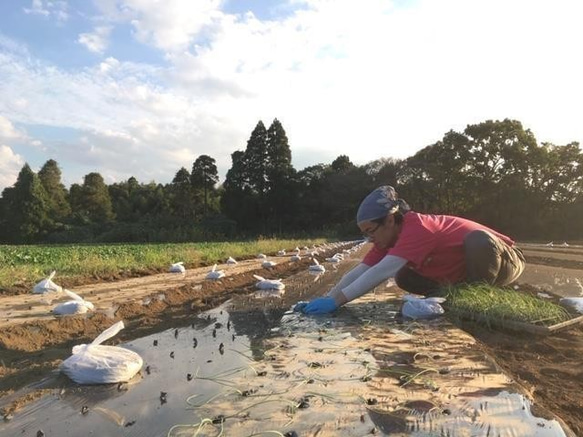 【レシピ付】無農薬栽培野菜セットL千葉県産（10品）野菜で元気に！ 7枚目の画像