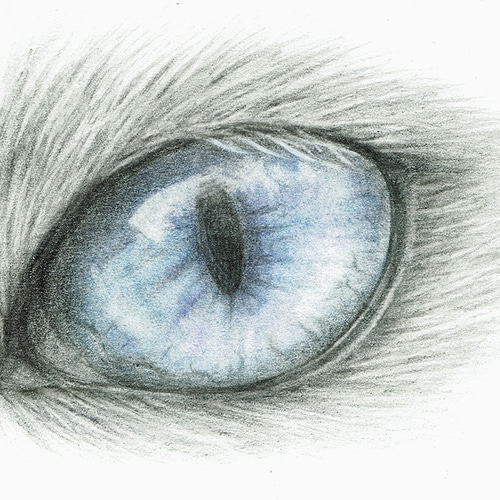 猫 鉛筆画 原画 無かっ
